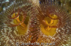Synchronized pair of Christmas tree worms by Jeannette Howard 